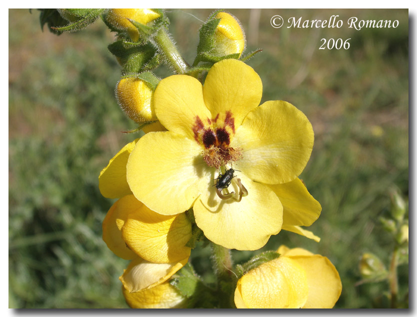 Verbascum creticum / Verbasco del Patriarca